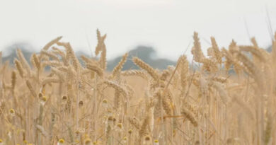 समर्थन मूल्य पर गेहूं खरीदी के लिए बालाघाट जिले में 13 केन्द्र निर्धारित