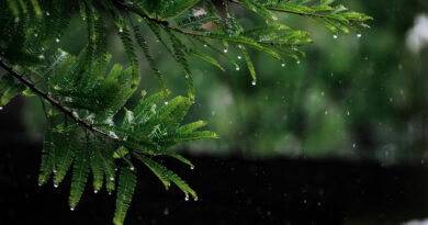 IMD अलर्ट: देशभर में मौसम अस्थिर, उत्तर-पश्चिम और पूर्वी भारत में अगले 4 दिन तेज हवाओं और बारिश की संभावना IMD अलर्ट: देशभर में मौसम अस्थिर, उत्तर-पश्चिम और पूर्वी भारत में अगले 4 दिन तेज हवाओं और बारिश की संभावना