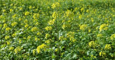 मध्यप्रदेश: भोपाल संभाग में सरसों भावांतर योजना में तेजी, 74% किसानों का सत्यापन पूरा