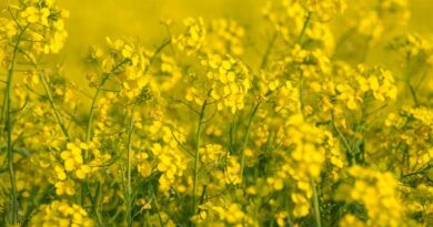 सरसों किसानों के लिए खुशखबरी! भावांतर योजना के तहत 23 मार्च से शुरू होगी सरसों की बिक्री