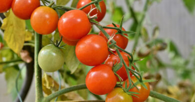 बहु-फसली खेती से मुकेश कुजूर ने बदली किस्मत, 25 एकड़ से कमा रहे सालाना लाखों