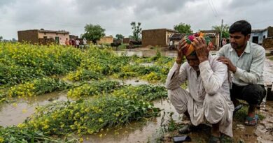 राजस्थान: बेमौसम बारिश से फसल खराब होने पर मिलेगा बीमा क्लेम, 72 घंटे में सूचना देना अनिवार्य