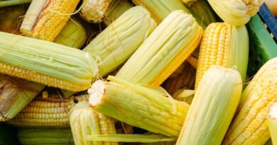 मक्का मंडी रेट (21 मार्च 2026)