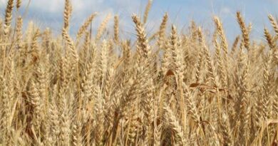 गेहूँ मंडी रेट (21 मार्च 2026) गेहूँ मंडी रेट (21 मार्च 2026)