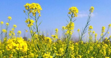 मध्यप्रदेश: सरसों किसानों के लिए भावांतर योजना की निगरानी हेतु रीवा जिले में क्रियान्वयन समिति गठित 