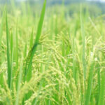 धान मंडी रेट (04 मार्च 2026)