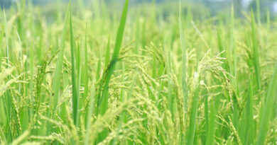 धान मंडी रेट (04 मार्च 2026)