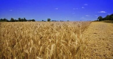 उत्तर प्रदेश सरकार का बड़ा फैसला: गेहूं का MSP ₹160 बढ़ाकर ₹2585, 30 मार्च से शुरू होगी खरीद