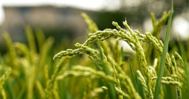 धान मंडी रेट (22 मार्च 2026)