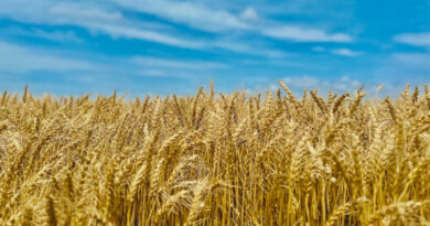 गेहूँ मंडी रेट (22 मार्च 2026)