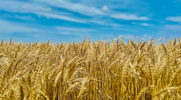 गेहूँ मंडी रेट (22 मार्च 2026)