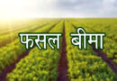 मध्यप्रदेश: मंदसौर जिले में फसल बीमा योजना से किसान सुरक्षित, 207 करोड़ की नुकसान भरपाई वितरित