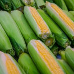 मक्का मंडी रेट (04 मार्च 2026) 