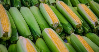 मक्का मंडी रेट (04 मार्च 2026) 