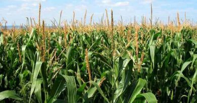 प्रशिक्षण कार्यक्रम में बताया- कैसे कर सकते है मक्का के उत्पादन में बढ़ोतरी  