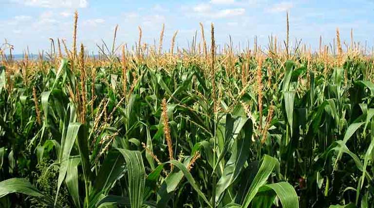 प्रशिक्षण कार्यक्रम में बताया- कैसे कर सकते है मक्का के उत्पादन में बढ़ोतरी