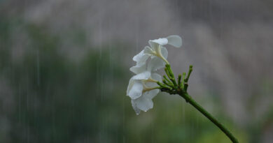 मौसम के बदलता मिजाज, किसानों को दी ये विशेष सलाह