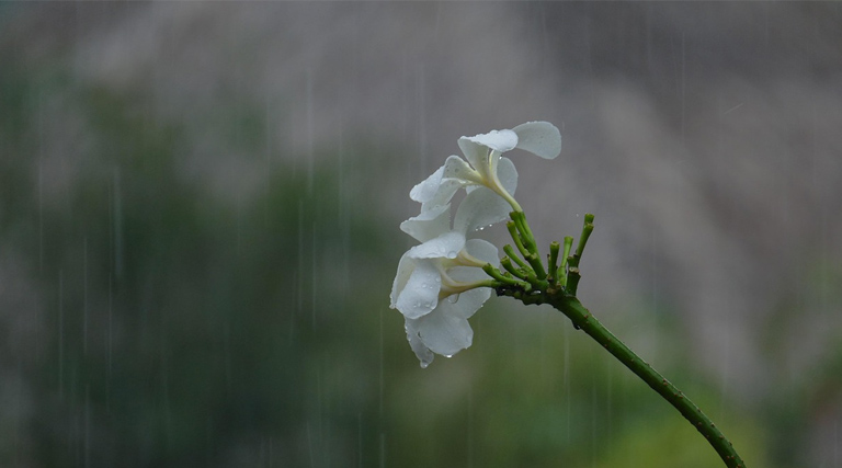 मौसम के बदलता मिजाज, किसानों को दी ये विशेष सलाह