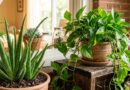 गर्मी के इस मौसम में घर को रखें तरोताजा ये पौधे