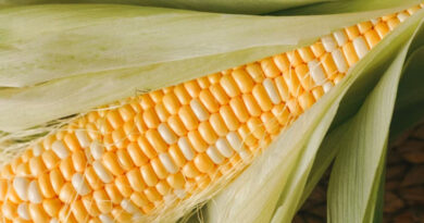 मक्का मंडी रेट (23 मार्च 2026)