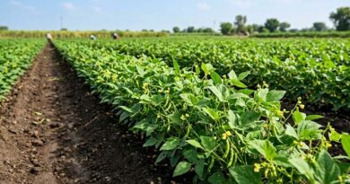 किसानों के लिए अलर्ट: मूंग फसल में खतरनाक दवाओं से बचें, कृषि विभाग ने पैराक्वाट और ग्लाइफोसेट पर दी सख्त सलाह किसानों के लिए अलर्ट: मूंग फसल में खतरनाक दवाओं से बचें, कृषि विभाग ने पैराक्वाट और ग्लाइफोसेट पर दी सख्त सलाह