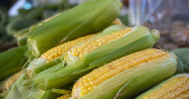 Maize Mandi Rate: मध्य प्रदेश की मंडियों में 1700 रुपये तक पहुंचे मक्का के भाव, देखिए 6 मार्च के ताजा मक्का रेट  