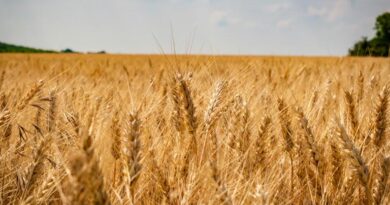 गेहूँ मंडी रेट (23 मार्च 2026) गेहूँ मंडी रेट (23 मार्च 2026)