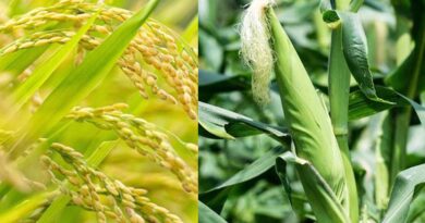 2.3 फीसदी घटी जायद फसलों की बुवाई, चावल-मक्का के रकबे में भी गिरावट; लेकिन दालों की खेती बढ़ी 2.3 फीसदी घटी जायद फसलों की बुवाई, चावल-मक्का के रकबे में भी गिरावट; लेकिन दालों की खेती बढ़ी