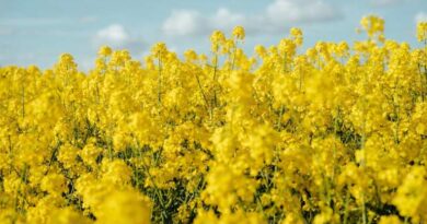  सरसों भावांतर योजना में बदलाव: सत्यापन की अंतिम तिथि 1 अप्रैल तक बढ़ी