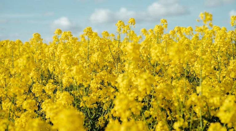  सरसों भावांतर योजना में बदलाव: सत्यापन की अंतिम तिथि 1 अप्रैल तक बढ़ी