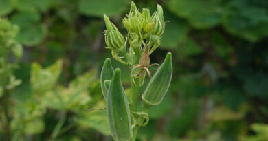 किसान ग्रीष्मकालीन मक्का, भिंडी और लोबिया की बुवाई 31 मार्च तक पूरी करें, कृषि वैज्ञानिकों ने दिए टिप्स  