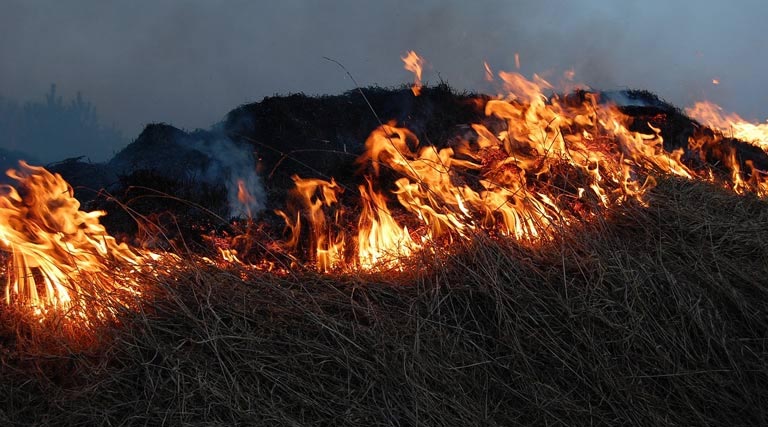 खरगोन: गेहूं की पराली जलाने पर दो किसानों पर 15,000 रुपये का जुर्माना, नियम उल्लंघन को लेकर प्रशासन सख्त