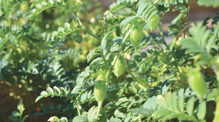 सिंगरौली : चना एवं मसूर उपार्जन हेतु जिले में व्यापक तैयारियां, उपार्जन केंद्र एवं समितियां गठित  