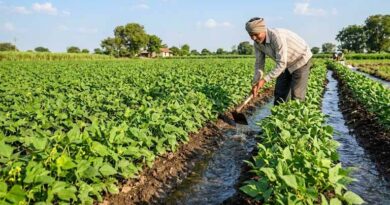 मूंग सिंचाई कार्यक्रम के लिए टिमरनी में सिंचाई प्रकोष्ठ का गठन