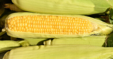 मक्का मंडी रेट (24 मार्च 2026)