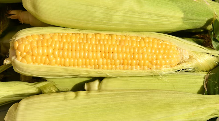 मक्का मंडी रेट (24 मार्च 2026)