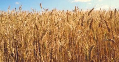 गेहूँ मंडी रेट (24 मार्च 2026)