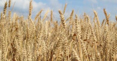 उत्तर प्रदेश में आज 2100 से 2550 रुपये प्रति क्विंटल बिका गेहूं, देखिए 6 मार्च के ताजा गेहूं रेट