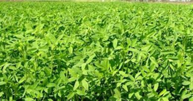 आगर मालवा में पशु चारे का जिले से बाहर निर्यात प्रतिबंधित