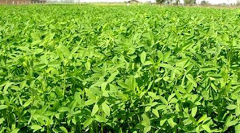 आगर मालवा में पशु चारे का जिले से बाहर निर्यात प्रतिबंधित