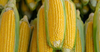  मक्का मंडी रेट (25 मार्च 2026)