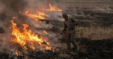 गुना में नरवाई जलाने पर कलेक्टर ने लगाया सख्त प्रतिबंध, 5 एकड़ से अधिक पर लगेगा ₹15,000 का जुर्माना