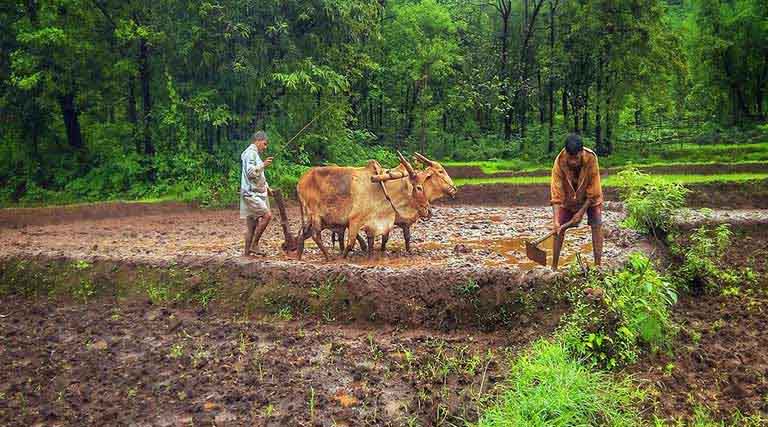 बुरहानपुर में किसानों को प्राकृतिक खेती सिखाने 20 क्लस्टरों का गठन, खेतों पर होगा लाइव प्रशिक्षण और प्रदर्शन  