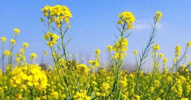 निवाड़ी: भावांतर भुगतान योजना में सरसों फसल की खरीदी 01 अप्रैल से 30 मई तक होगी