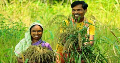 मध्यप्रदेश: रीवा संभाग में 1 अप्रैल से होगा सरसों उपार्जन, 29004 किसानों ने कराया पंजीयन