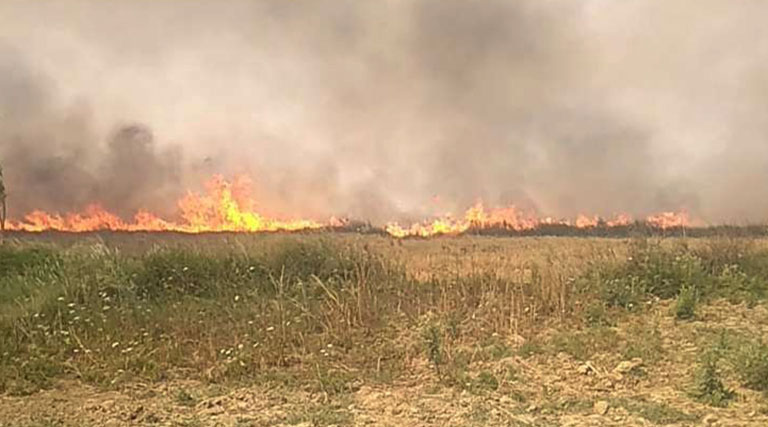 धार जिले में नरवाई को जलाना पूर्णतः प्रतिबंधित