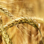 गेहूँ मंडी रेट (04 मार्च 2026)