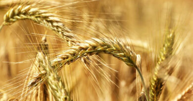 गेहूँ मंडी रेट (04 मार्च 2026) गेहूँ मंडी रेट (04 मार्च 2026)