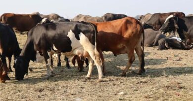 श्योपुर ने रचा कीर्तिमान: पशु टीकाकरण में 97% उपलब्धि के साथ प्रदेश में हासिल किया पहला स्थान