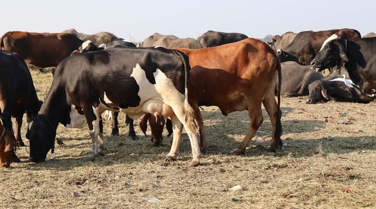 श्योपुर ने रचा कीर्तिमान: पशु टीकाकरण में 97% उपलब्धि के साथ प्रदेश में हासिल किया पहला स्थान